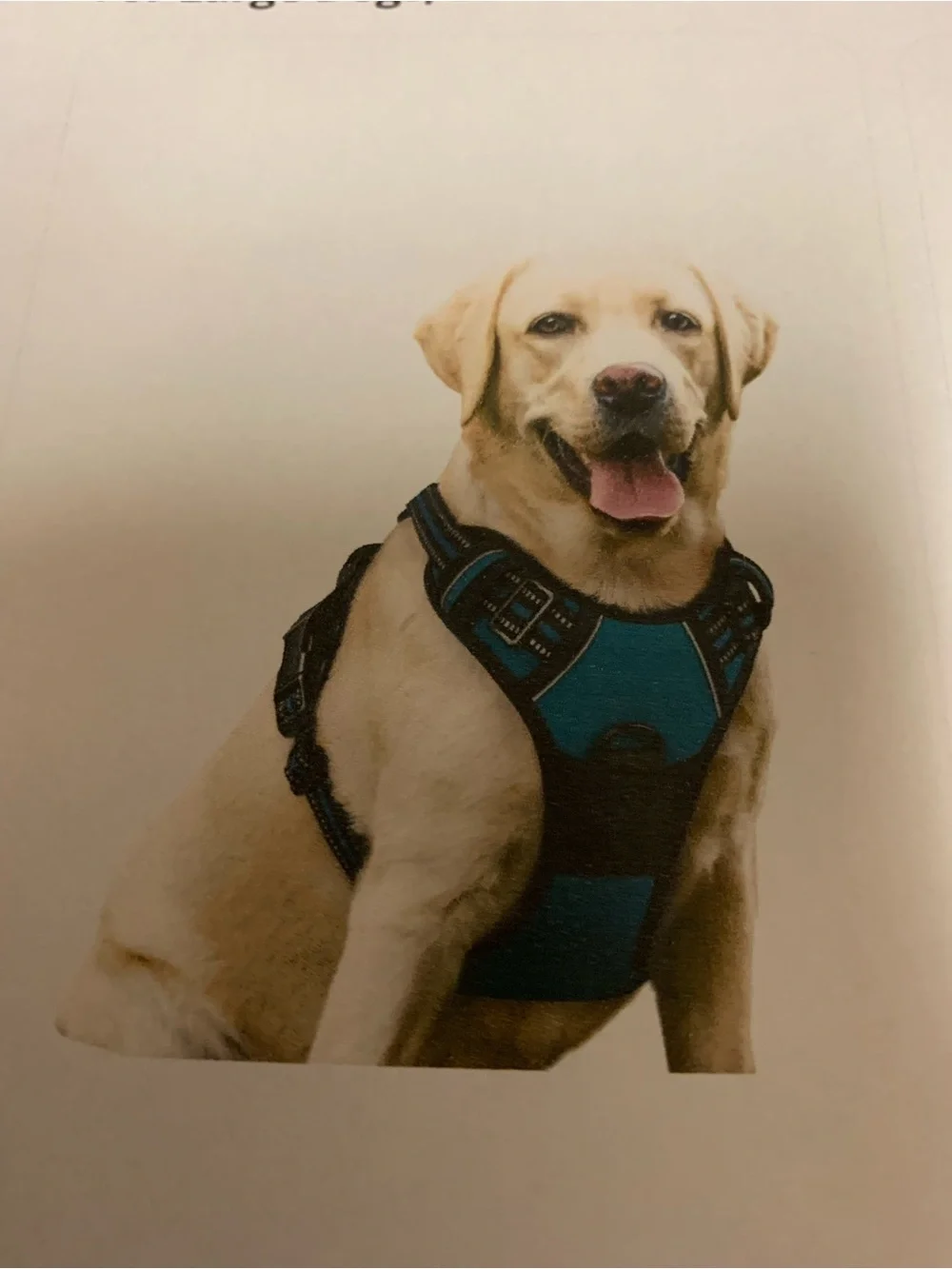 Blue Padded No-Pull Dog Harness. Rabbit goo. Blue coral. Lg
